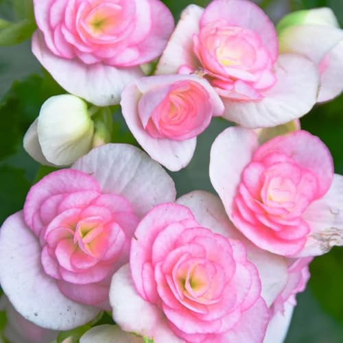 begonien malus spectabilis topfpflanzen draußen winterhart blumenbeet, exotische deko balkon kräuterpflanzen 250samen