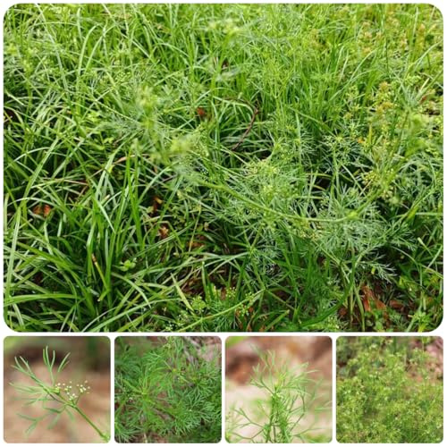 semillas de perifollo de interior raras perifollo jardín invierno Semillas hortalizas y medicinales balcón sostenibles hortalizas 300semillas