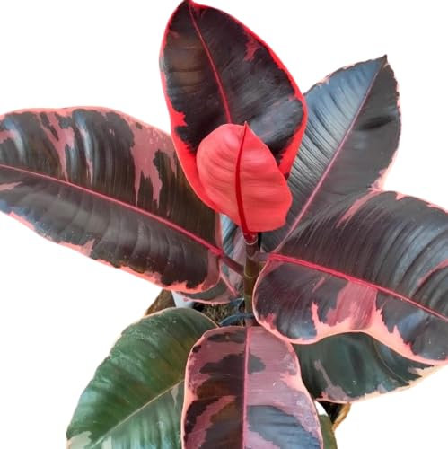 Ficus Elastica Ruby Natural Un Árbol de Interior Fácil de Mantener