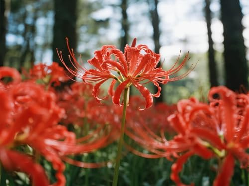 Vnuhgzs Lirios resistentes a la sequía - Crea un mar de lirios araña rojos - Decoración de jardín de bajo mantenimiento-6 bulbos-G