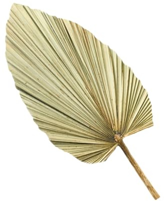 NUOBESTY Decoración de Pared Hojas de Palma Secas Naturales y Abanicos de Madera Duraderos para Boda y Fiesta Elegante en Casa