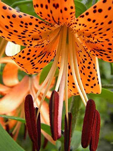 5x Zwiebeln Baumlilien Lilien Riesenlilie orange Tiger Babies bis 150cm