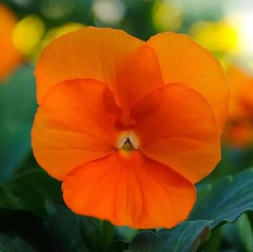 1 Pack of 800 SEEEDS Pansy Viola wittrockiana Clear Crystal Orange