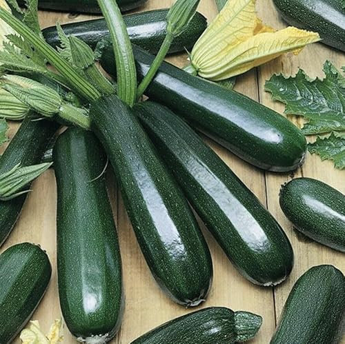 Buy4seeds 100x Seeds COURGETTE - Professional Zucchini Easy for Grow Garden