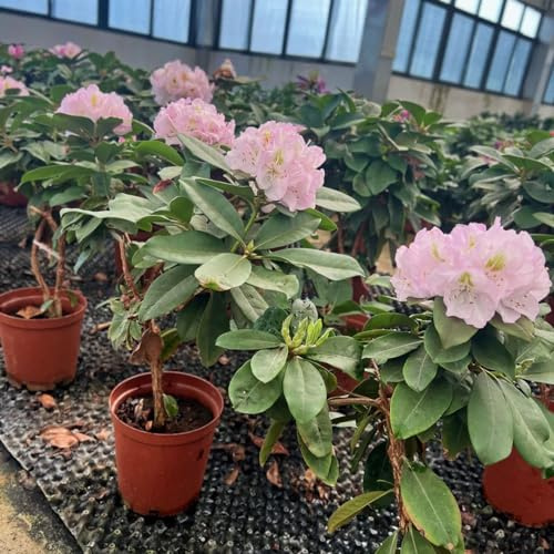 azalea, rododendro - balcone primaverili balcone interno, recisi d'appartamento sempreverdi decorazione con in vaso resistenti 100semi