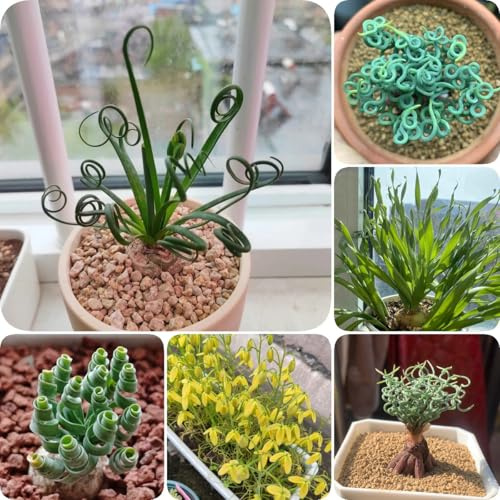 30 pcs Albuca Spiralis Pflanze Samen deko wohnzimmer modern Albuca namaquensis, fleischfressende pflanzen, deko wohnzimmer pflanztöpfe luftreinigende zimmerpflanzen exotische pflanzen,