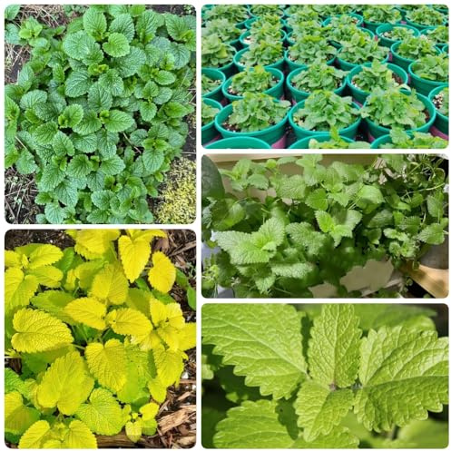 Semillas de melisa, semillas de medicinales Melissa officinalis, productos sostenibles de jardín de variedades antiguas 200pcs