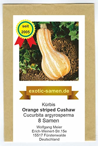 Speisekürbis - Flaschenkürbis - Cushaw Orange Striped - samenfeste Sorte - 8 Samen