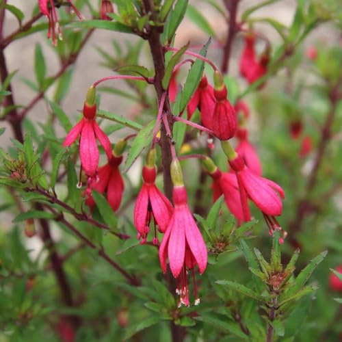 fuchsien, bodendecker winterhart mehrjährig fuchsiensamen blumendeko für sonnige plätze kräuterpflanzen 60pcs