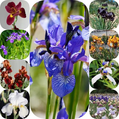 Bulbi di iris - bulbi di da balcone primaverili iris, per luoghi soleggiati resistenti resistenti per giardini rocciosi decorazioni da giardino 9pcs