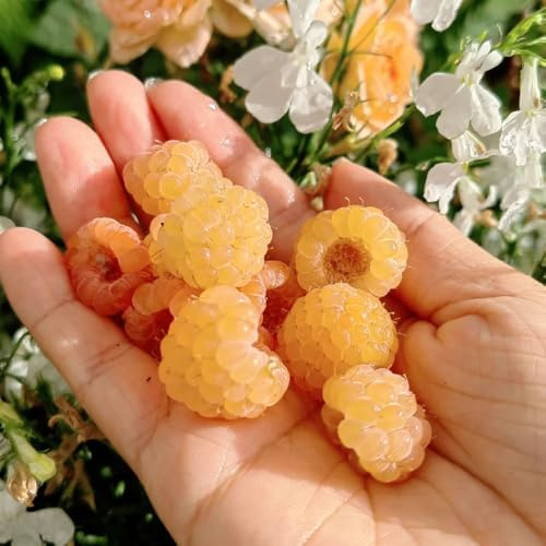 Himbeeren - steingartenpflanzen balkonpflanzen alte sorten zwergobstbäume winterhart obstbäume kaufen obstpflanzen geschenke für obstgarten säulenobst exotische 150Samen