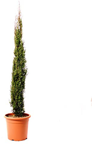 KENTIS - Zypressen Echte Pflanzen Winterhart - Cupressus Sempervirens Totem - H 125-150 cm Topf Ø 24 cm