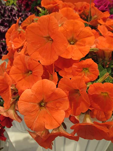 Generic 100pcs Petunia Flower Seeds Orange