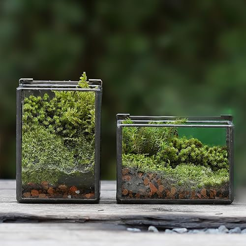 Terrario rectangular pequeño de 4 pulgadas con tapa, mini caja de terrario de cristal de mesa, juego de 2 para plantas de bebé, suculentas, musgo, jardín de hadas en miniatura, planta de aire, negro