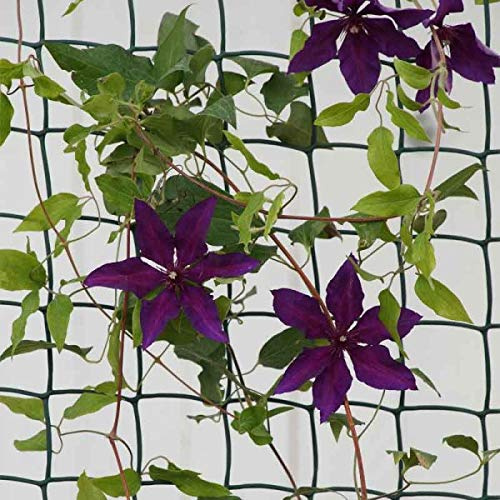 Garden Mile Garden Mesh Netting 50cm x 5m Green – 50mm Plastic Trellis Netting For Climbing Plants, Peas, Beans, Cucumbers, Vegetable Patch & Allotment Plant Support