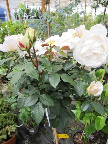 Hochstammrose Lions-Rose ® - Rosa Lions-Rose ® - Kordes-Rosen - Märchen Rosen