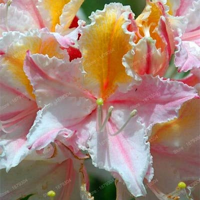 Graines De Fleurs De Rhododendron Fraîches À Planter En Mélange Ensemble De 100 Pièces