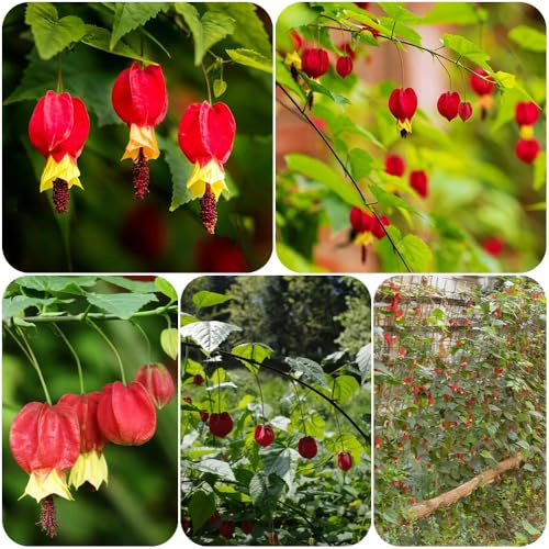Semi di Abutilon megapotamicum, rare semi estivi regali per giardinieri decorazione da giardino per esterni giardino arbusti come gli ospiti biologici 250pcs