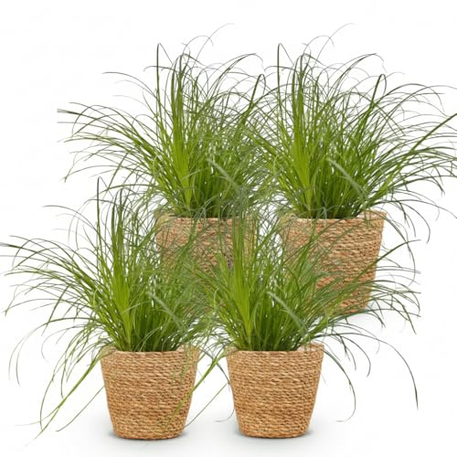 Cyperus Alternifolius Zumula Katzengras – 4er Set Zimmerpflanzen im Korb Ø12cm Höhe20cm – Haustierfreundliche Grünpflanze – Pflegeleicht – Für Wohnzimmer Büro Schlafzimmer