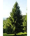 25 Semillas de Picea abies (Abeto Rojo Europeo o de Noruega) – Conífera Perenne Resistente al Frío – Ideal para Jardín, Bonsái o Árbol de Navidad