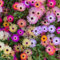 600 pz Semi del fiore di mezzogiorno, perenne e resistente, di fiori delosperma copertura del terreno, pianta perenne, piante carnivore fiori resistenti Succulente piante resistenti