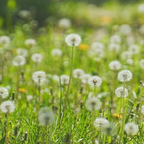 semillas de diente perennes otoño resistentes, semillas silvestres diente león orgánicas para camas elevadas, para lugares soleados interior 1500pcs