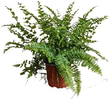 Helecho Natural Planta Colgante para Interiores y Exteriores