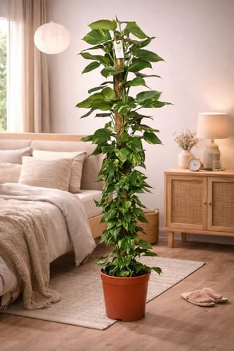Efeutute (Epipremnum Aureum) am Moosstab – XXL, Pflegeleichte, Luftreinigende Zimmerpflanze im Topf Ø 27 cm, Höhe ca. 160 cm