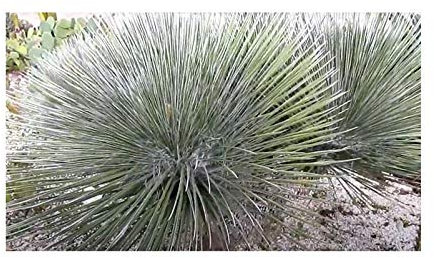 Pezzi - 5x Yucca Elata Palma Soapweed Giardino Piante - Seme B495 - Seeds & Plants Shop by Ipsa