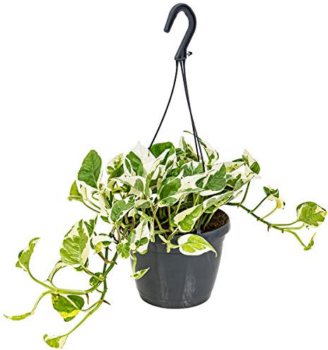 Bloomique - Scindapsus N-Joy - Efeutute - Hängepflanze - Auch geeignet als Kletterpflanze - Zimmerpflanzen - Luftreinigend - Pflegeleicht - 20-30 cm Hoch - Topf 15 cm