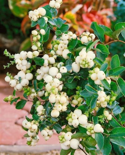 Symphoricarpos doorenbosii 'White Hedge' 60–100 cm – Winterhart, Mehrjährig, Pflegeleicht – Schneebeere – Heckenpflanze für Garten & Sichtschutz