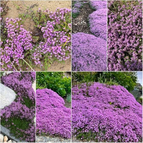 thymian bodendecker, sandthymian kräutergarten gartenpflanzen balkonblumen, balkon kriechender thymian, exotische stauden 300samen