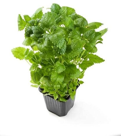 Planta Aromática de Menta Melisa - Melissa officinalis - Cultivo de Exterior