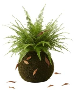 Planta Viva de Interior en Kokedama de Helecho Natural – Decoración Artesanal | DECOALIVE