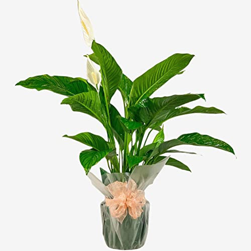 Spathiphyllum Peace Lily – Elegant Indoor Plant for Home & Office – Air-Purifying, Low-Maintenance Houseplant