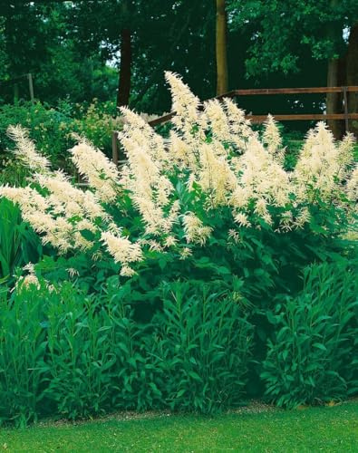 Aruncus sinensis 'Zweiweltenkind' 9x9 cm Topf – Winterhart, Mehrjährig, Pflegeleicht – Chinesischer Geißbart – Staude für Garten & Halbschatten