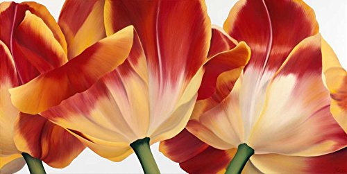 ART-PRINT-on-matt-paper-220gr- Fancy Flower III Poelstra-Holzhaus Yvonne - europäische horizontale Bild-Tulpen lang rot rosa modern neu frisch niederländisch Kunstdruck 19_X_38_in