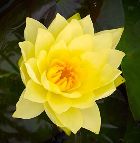 Teichpflanzen Seerosen : Nymphaea Seerose  Colonel A. J. Welch  winterhart Pflanztiefe bis 150 cm