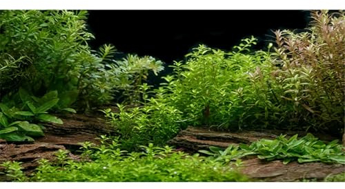 MIRRORANG 180x61cm Fond d'aquarium lit de rivière et lac Plante Aquatique Fond de réservoir de Poissons Vinyle