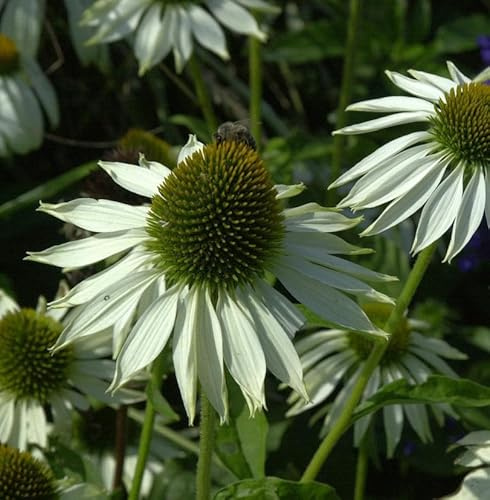 Sonnenhut White Swan - Echinacea purpurea - lebende Gartenpflanze aus den Baumschulen