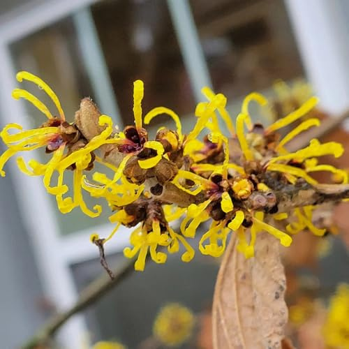 Semi di amamelide, arbusti da resistenti Hamamelis mollis, resistenti all'esterno semi di d'appartamento 200pcs