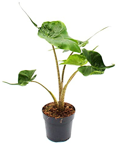 Alocasia macrorrhiza Stingray Tropenwurz Alokasie 11cm Topf