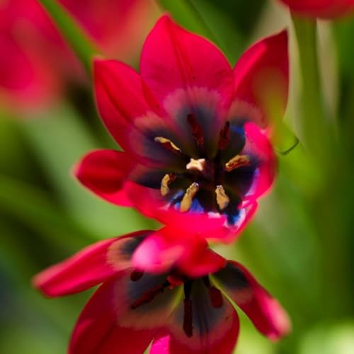 Plant in a Box - Tulipa Little Beauty - Bulbos x40 - Tulipanes - Rojos - corazon azul y blanco - Perennes