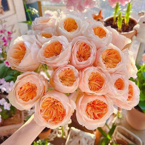 100 semillas de rosa naranja