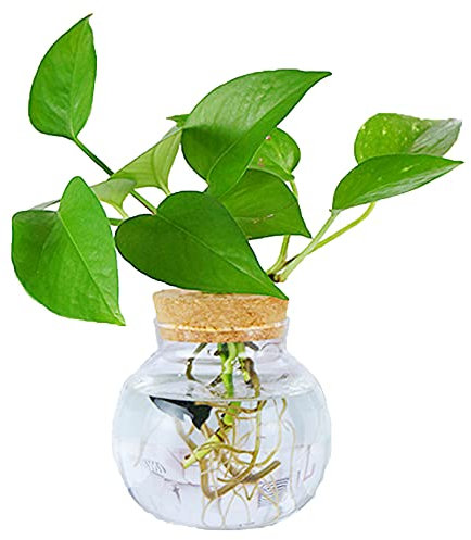 MMIAOO Hydroponic Plant Glass Container,Glass Mini Vase - Micro Landscape Ecological Bottle,Home Decoration Vase,for Water Plants or Flowers,Garden Wall Decoration (Trapezoid, 10 * 10cm)