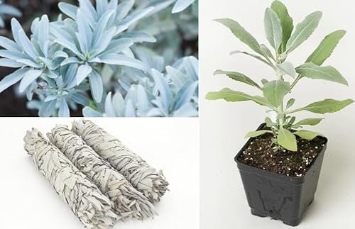 White Sage Salvia Apiana 50+ Seeds