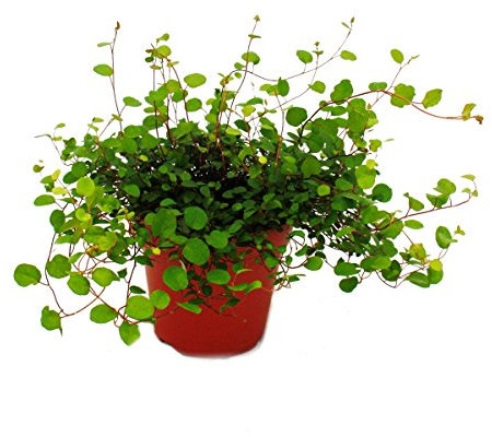 Exotenherz Zimmerpflanze - Mühlenbeckia complexa - Kiwi-Knöterich - 12cm Topf