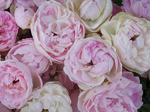 'Pearl Anniversary' Potted Rose - Beautiful Clusters of Pale Pink Blooms - Patio Rose - Lovely Gift Idea - 4 Litre Pot
