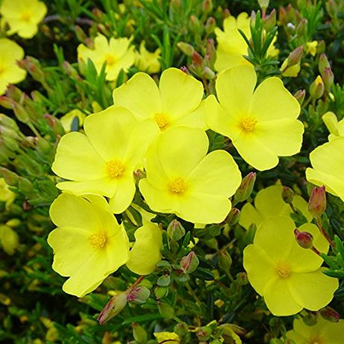 Halimium Libanotis - Strahlend gelbe Felsenrose - Ideal für mediterrane Gärten