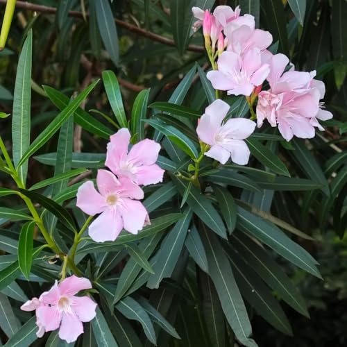semi di oleandro, decorazione da giardino per esterni esotiche selvatici resistenti all'esterno arbusti ti resistenti come 25pcs